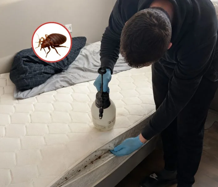 Technicien traitant un matelas contre les punaises de lit à Saint-Leu-la-Forêt